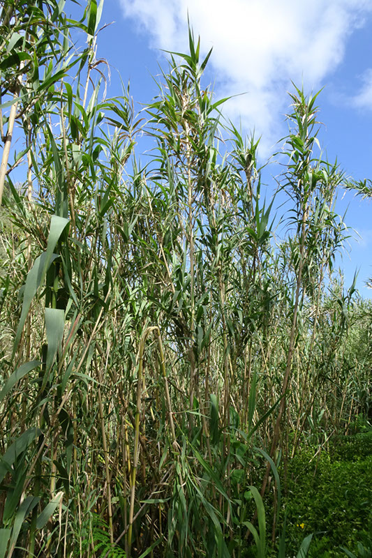 %_tempFileNameDSC03472%