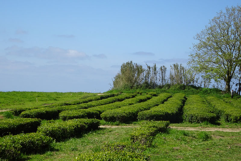 %_tempFileNameDSC03595%