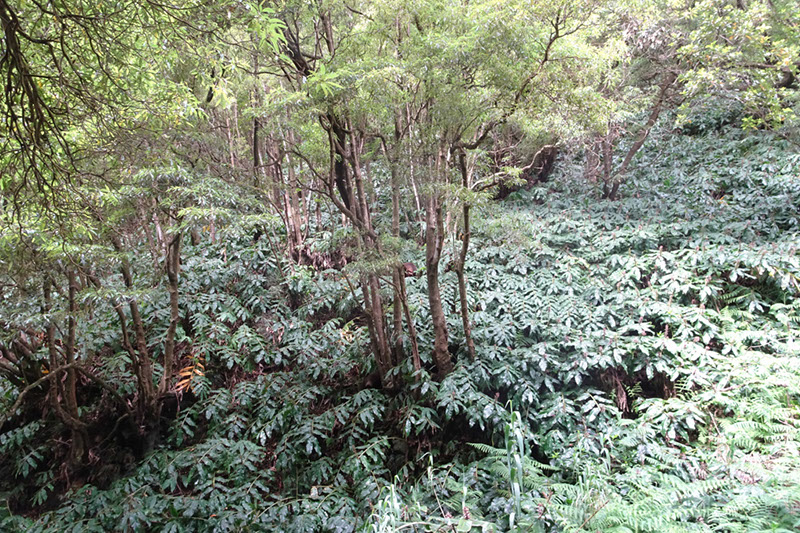 %_tempFileNameDSC03733%