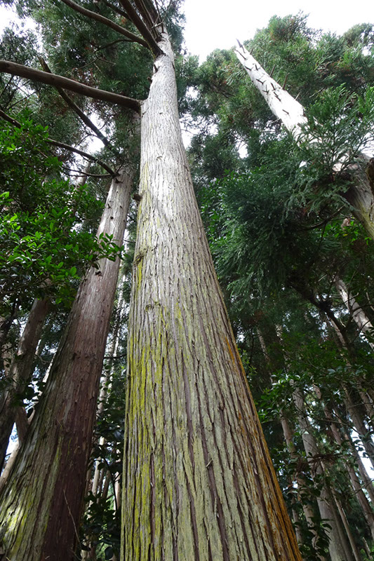 %_tempFileNameDSC03745%