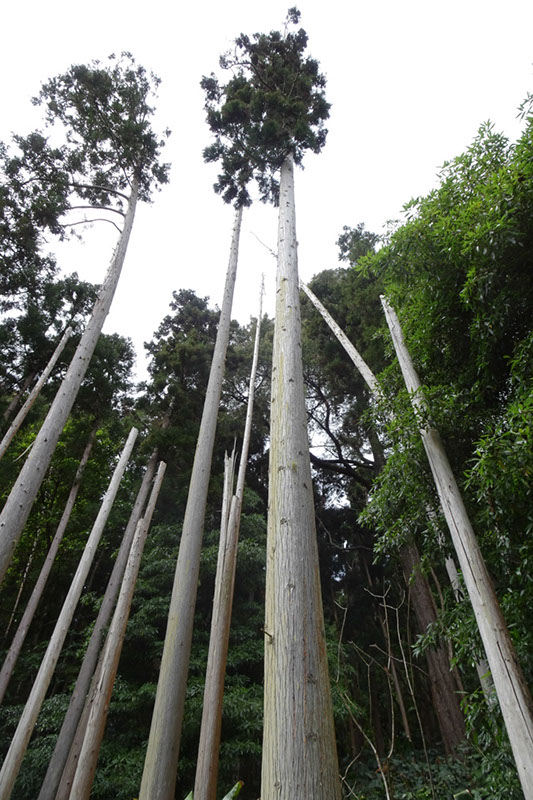 %_tempFileNameDSC03751%