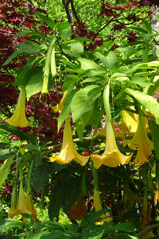 %_tempFileNameDSC03788%