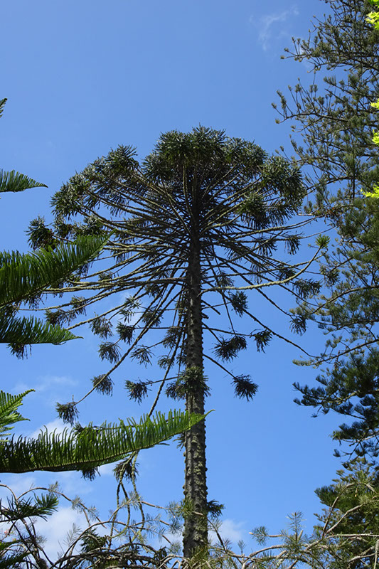 %_tempFileNameDSC03794%