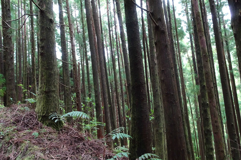 %_tempFileNameDSC03869%