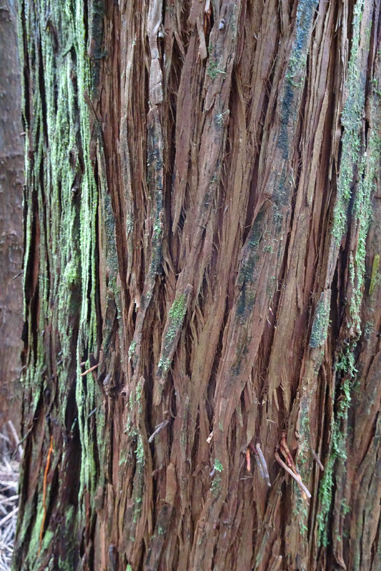 %_tempFileNameDSC03875%