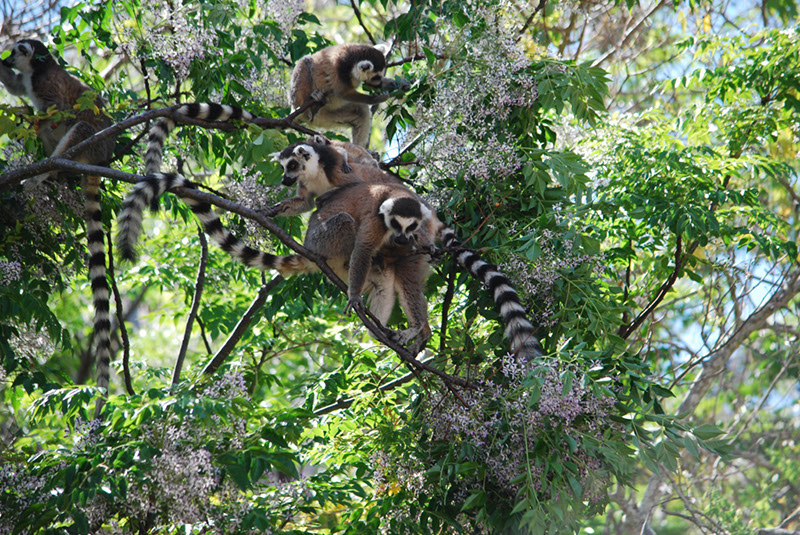 %_tempFileNameMadagaskar_138%