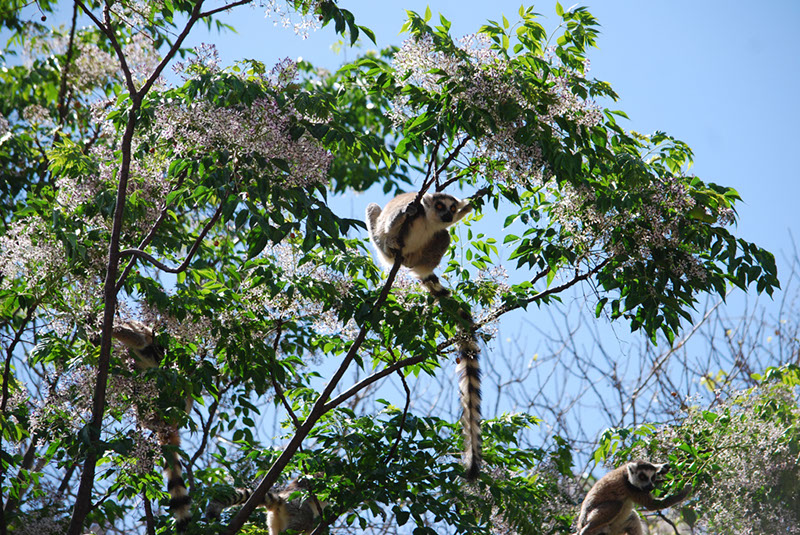 %_tempFileNameMadagaskar_139%