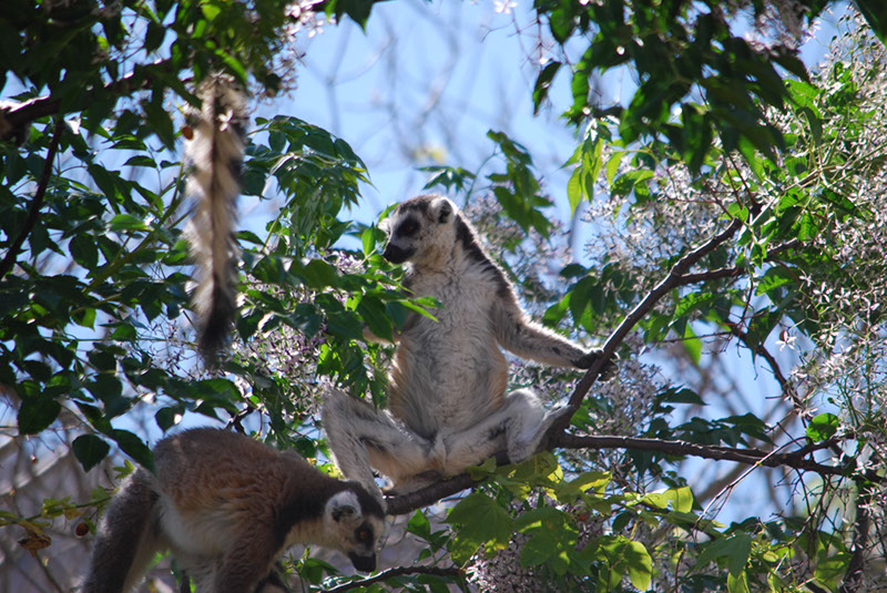 %_tempFileNameMadagaskar_141%