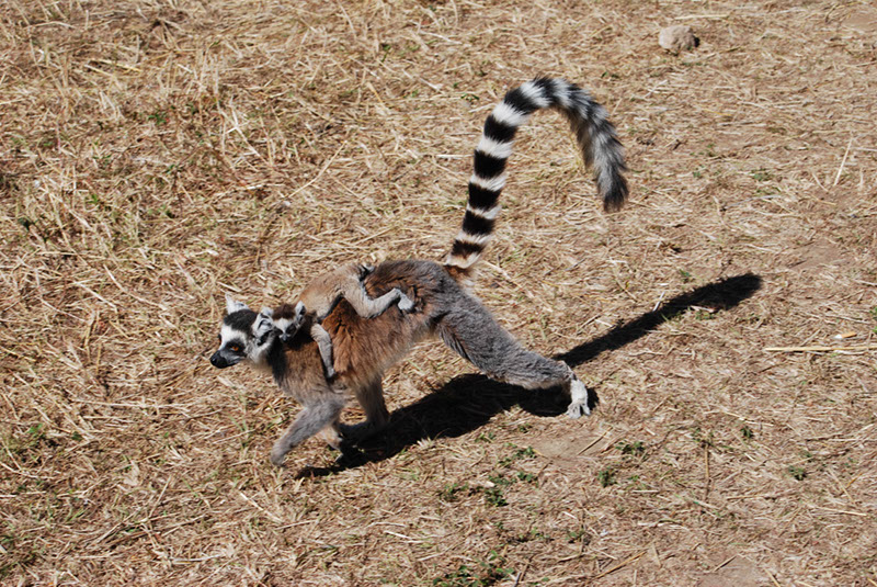 %_tempFileNameMadagaskar_142%