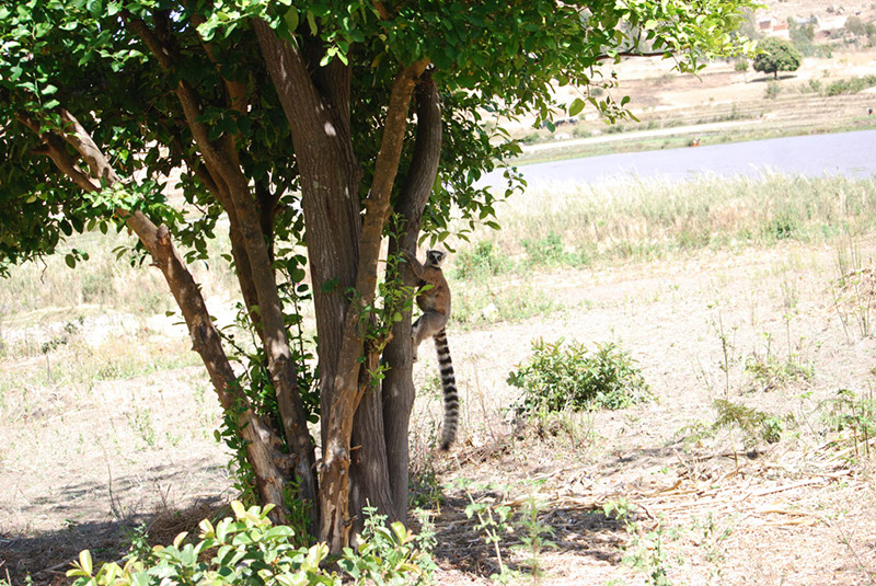 %_tempFileNameMadagaskar_149%