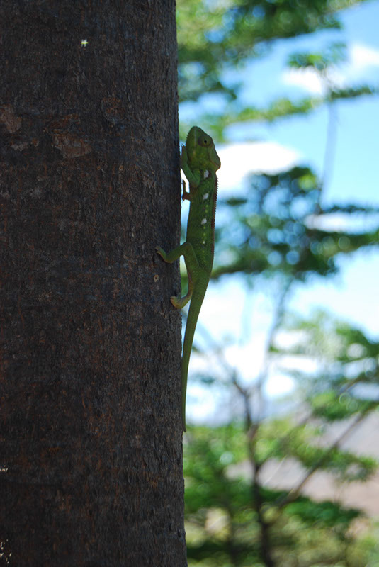 %_tempFileNameMadagaskar_157%