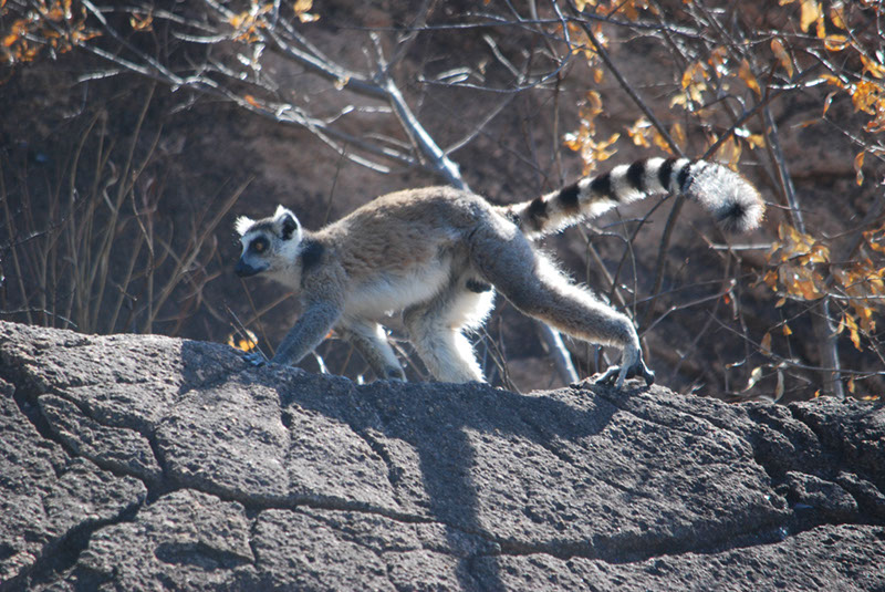 %_tempFileNameMadagaskar_173%