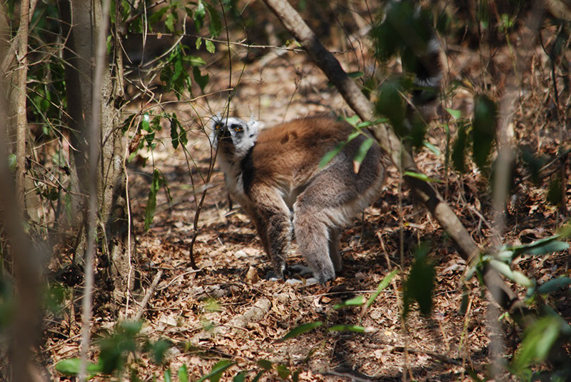 %_tempFileNameMadagaskar_205%