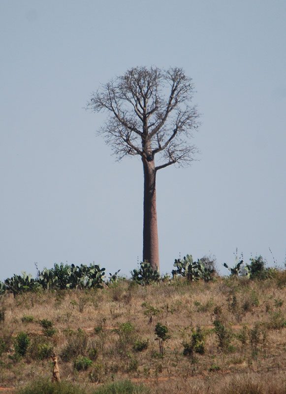 %_tempFileNameMadagaskar_227%