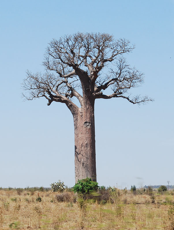 %_tempFileNameMadagaskar_229%