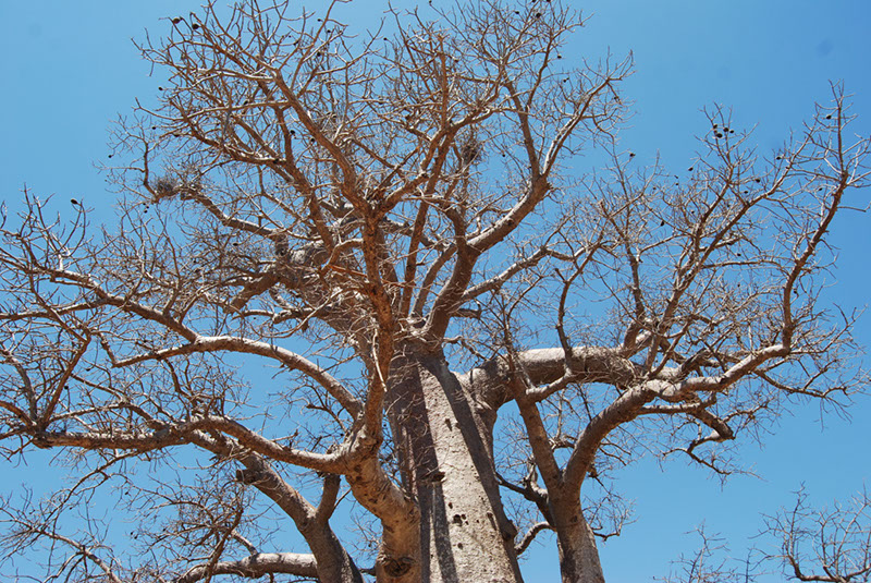 %_tempFileNameMadagaskar_240%