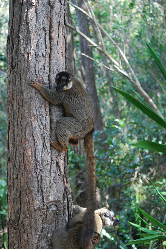 %_tempFileNameMadagaskar_272%