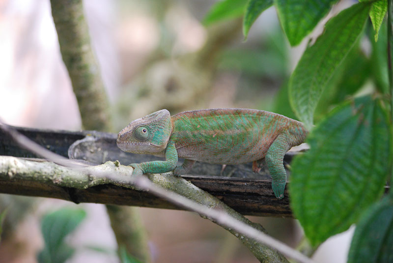 %_tempFileNameMadagaskar_275%