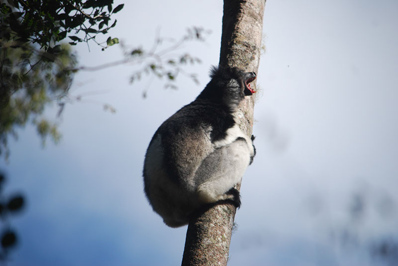 %_tempFileNameMadagaskar_285%