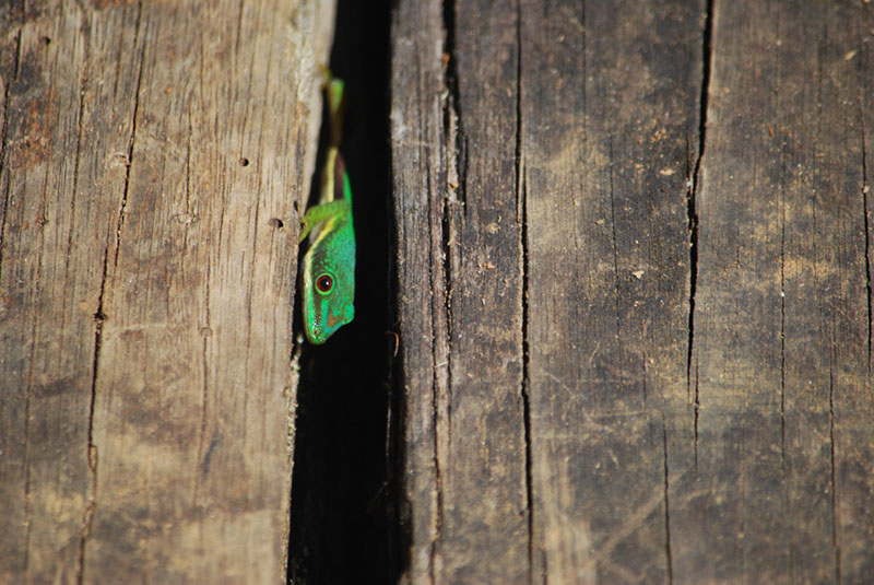 %_tempFileNameMadagaskar_287%