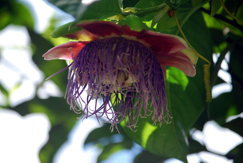 %_tempFileNameMadagaskar_290%