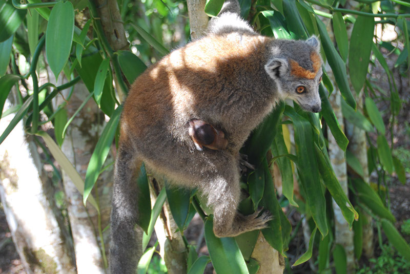 %_tempFileNameMadagaskar_301%