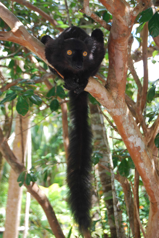 %_tempFileNameMadagaskar_303%