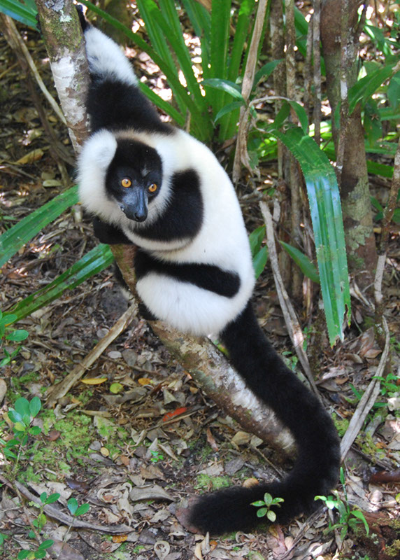 %_tempFileNameMadagaskar_312%