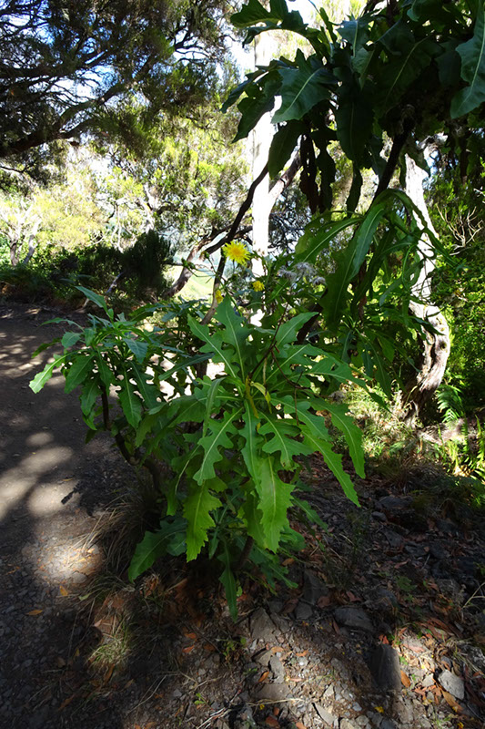 %_tempFileNameDSC00570%