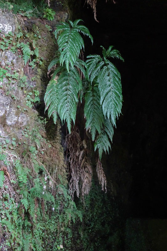 %_tempFileNameDSC00601%