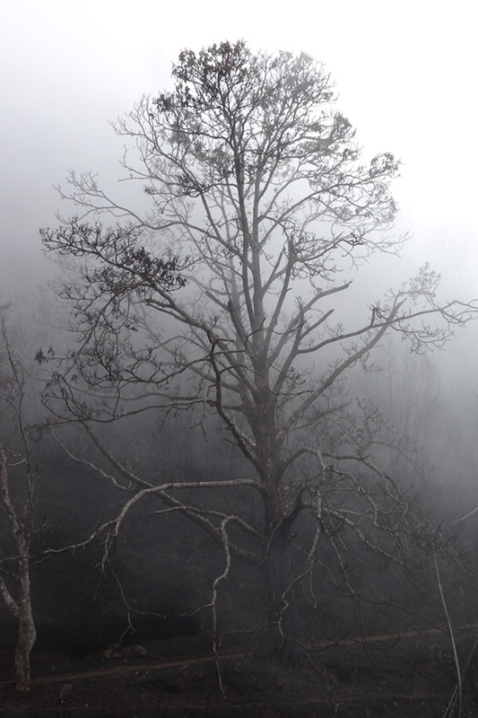 %_tempFileNameDSC00619%