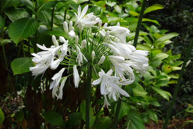 %_tempFileNameDSC00662%