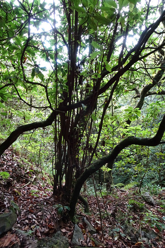 %_tempFileNameDSC00678%