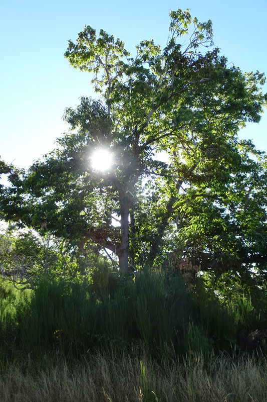 %_tempFileNameDSC00937%