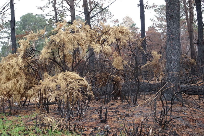 %_tempFileNameDSC01037%