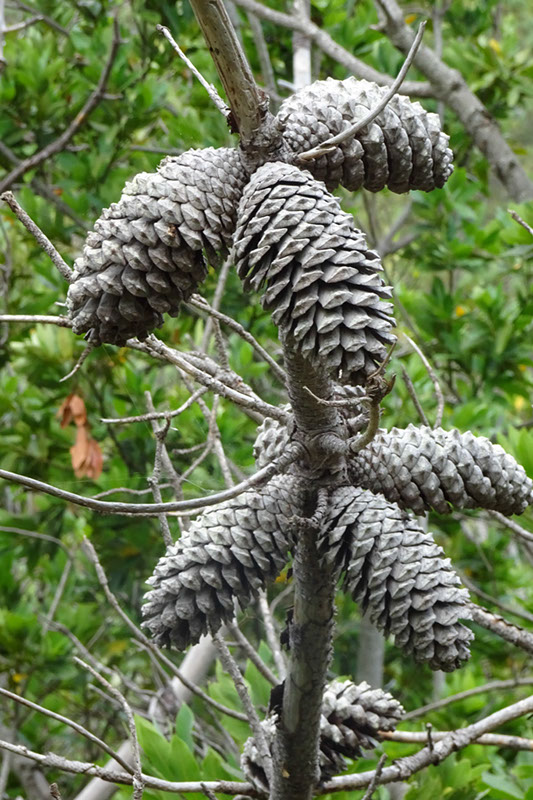 %_tempFileNameDSC01110%