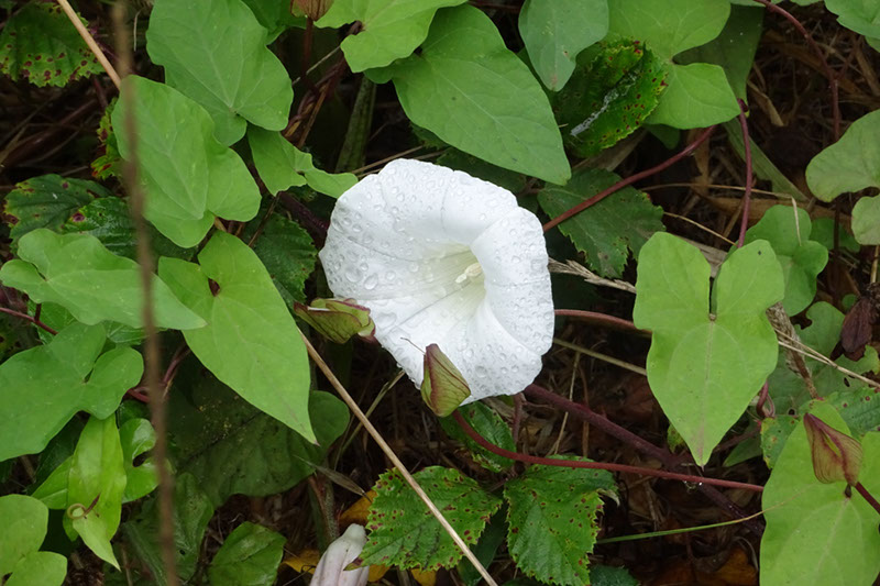 %_tempFileNameDSC01117%