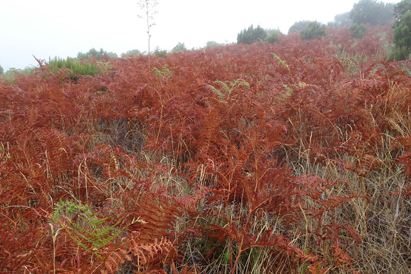 %_tempFileNameDSC01185%