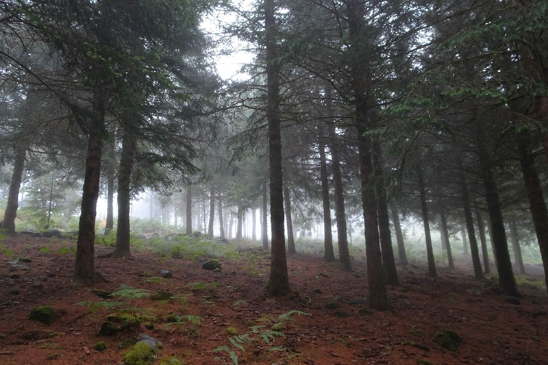 %_tempFileNameDSC01209%